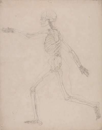 Esposizione Anatomica Comparativa della Struttura del Corpo Umano con quella di una Tigre e di un Co... da George Stubbs